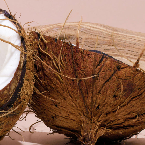 bight spot surf shack coconut woody santal summer fragrance scent